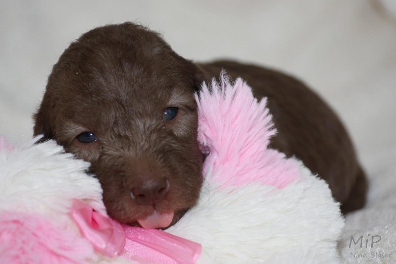 2011-05-15 Puppies Candy & Svet (35).jpg